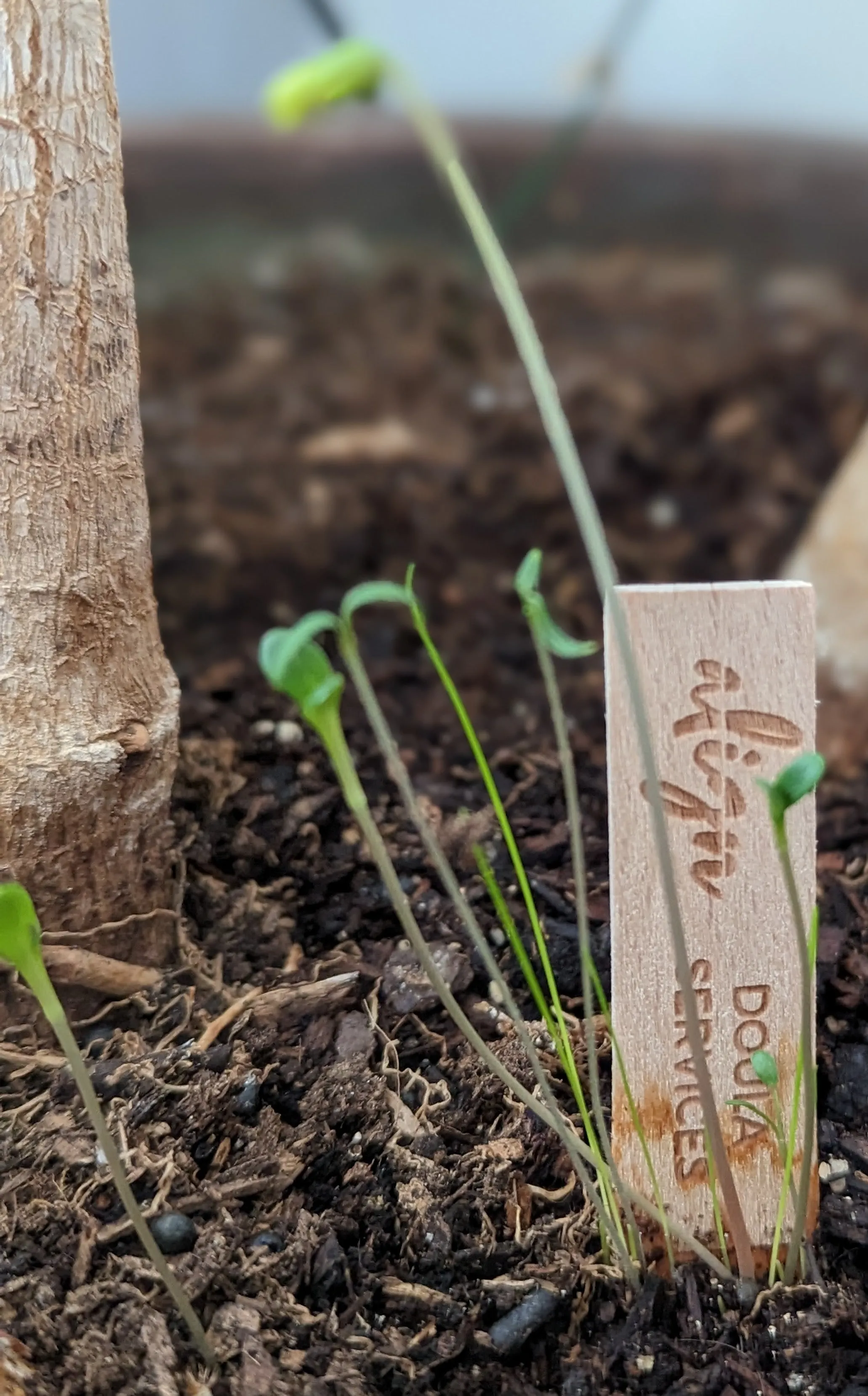 Custom - Garden Seed Card