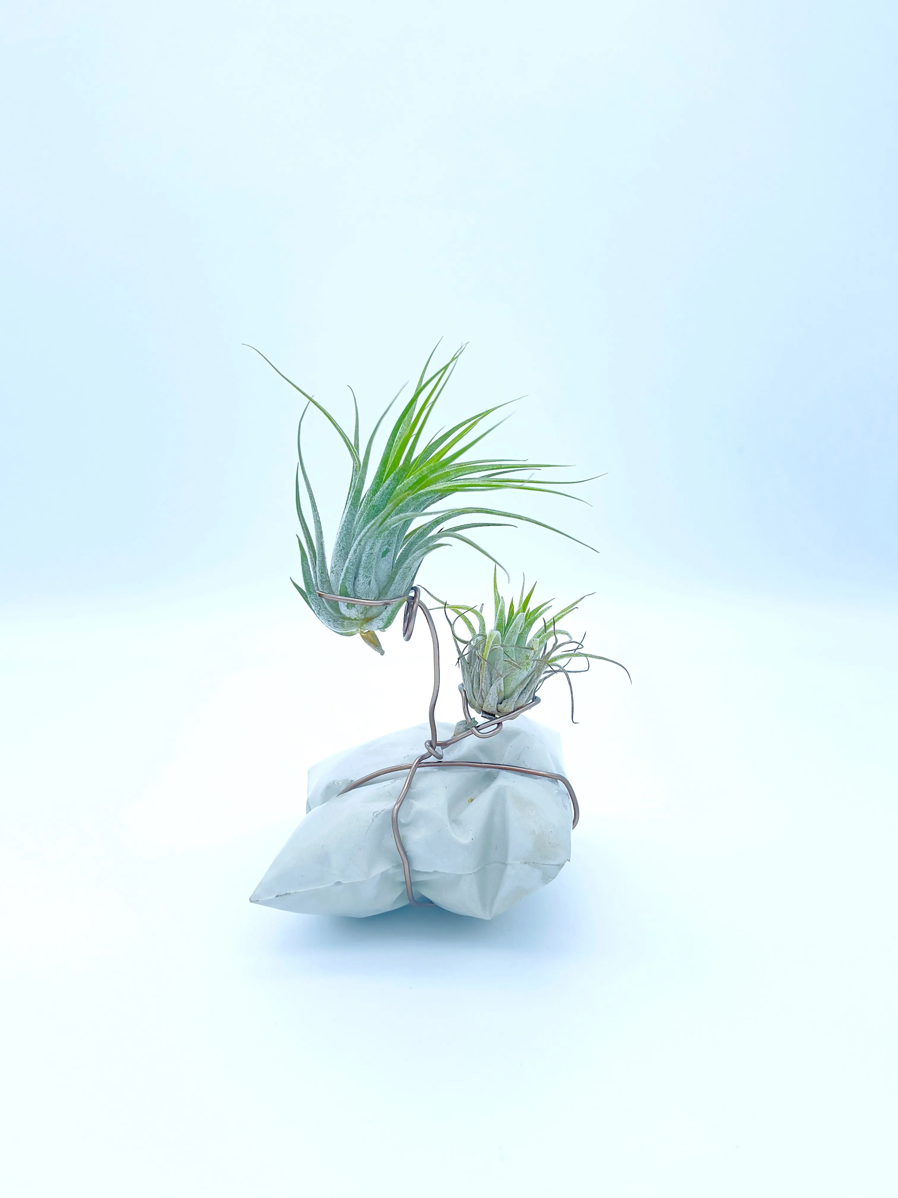 Plants, Pots and Air Plant Holders