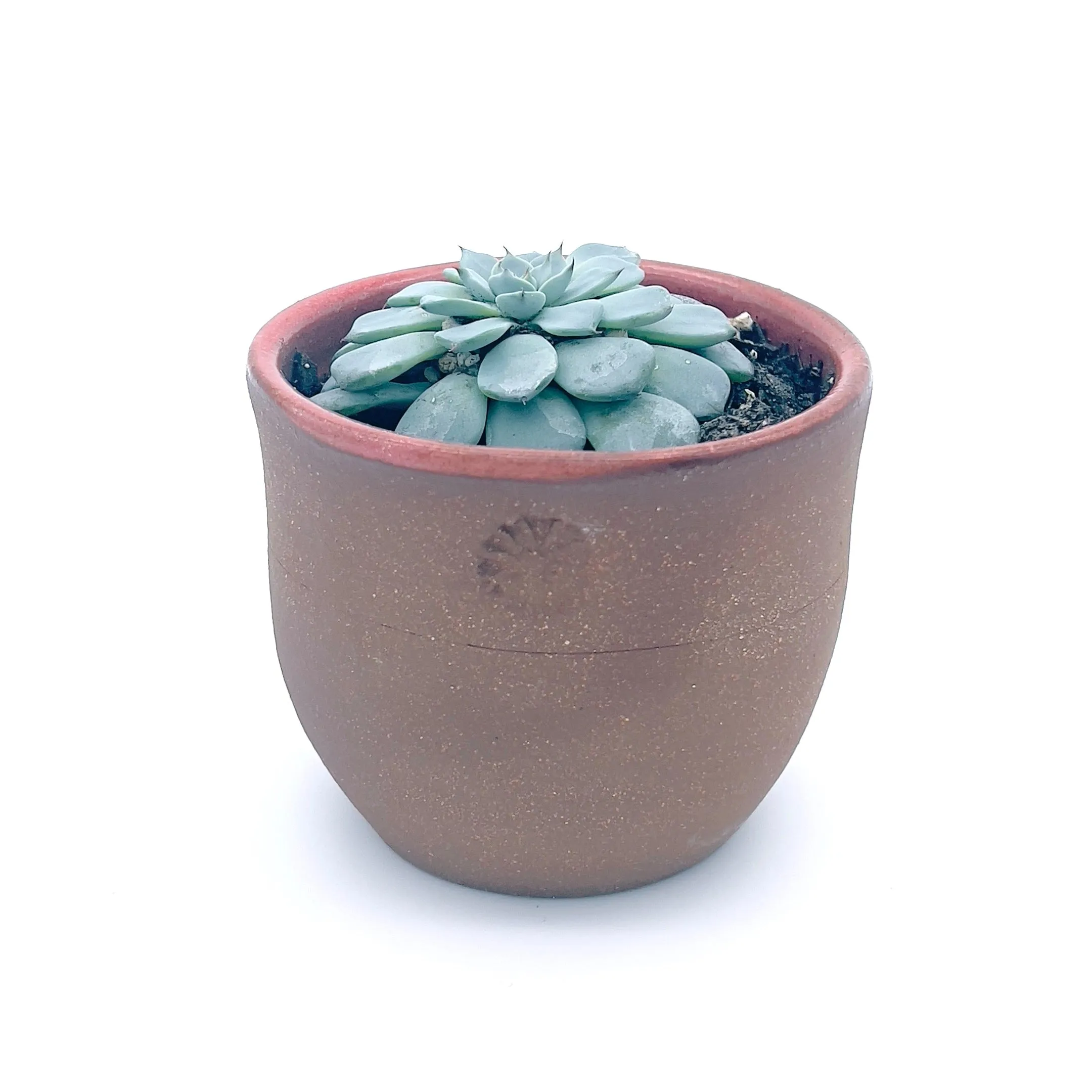 Plants, Pots and Air Plant Holders