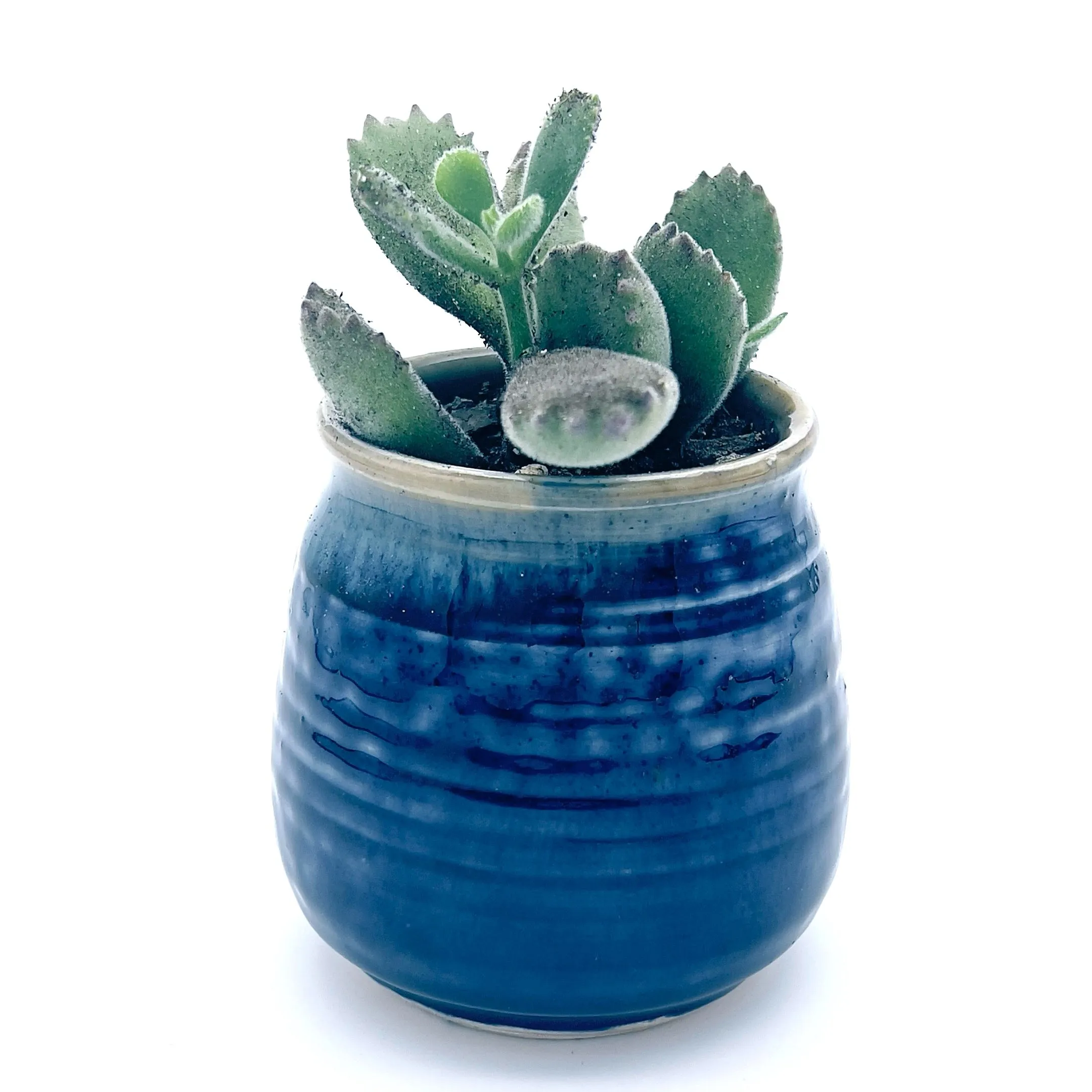 Plants, Pots and Air Plant Holders