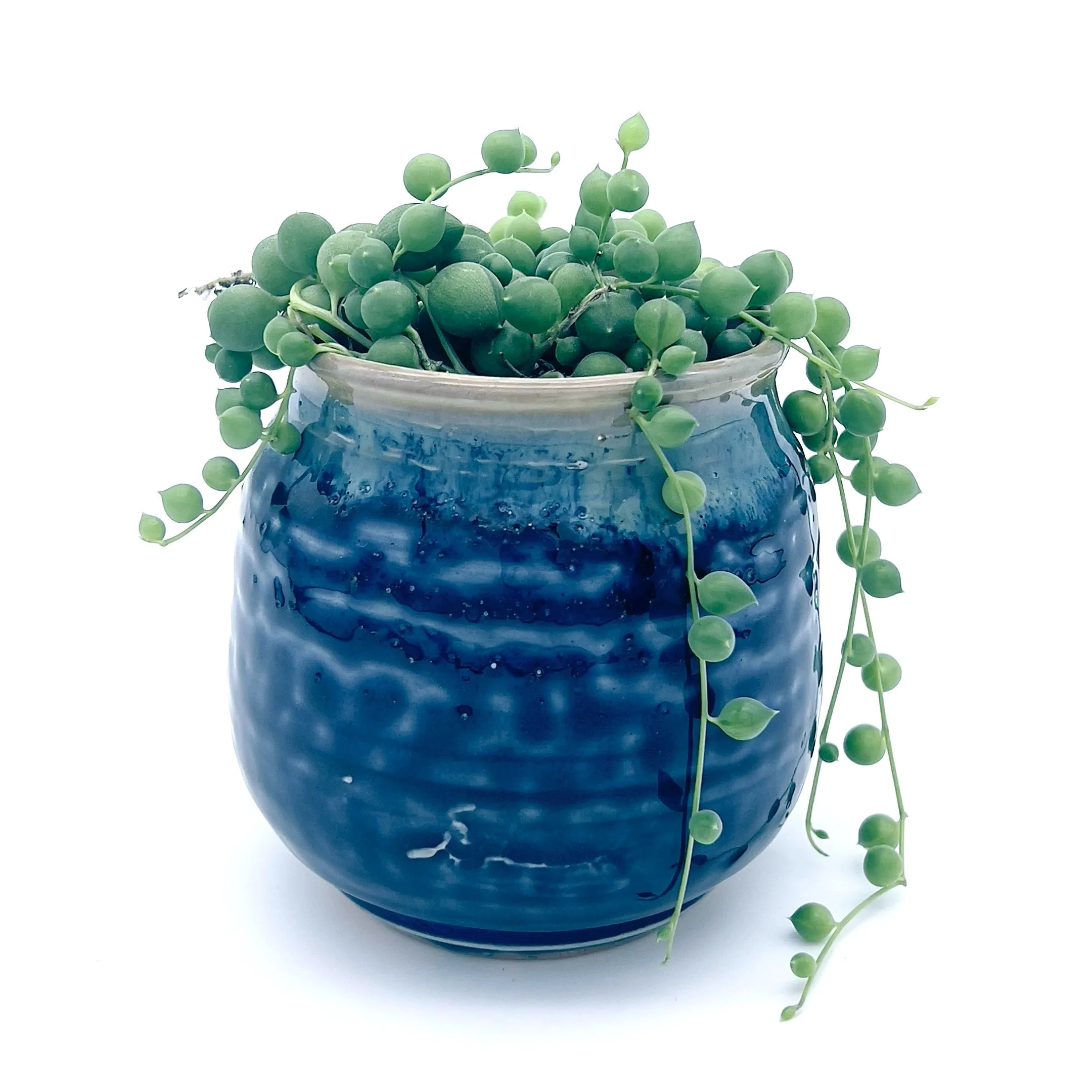 Plants, Pots and Air Plant Holders