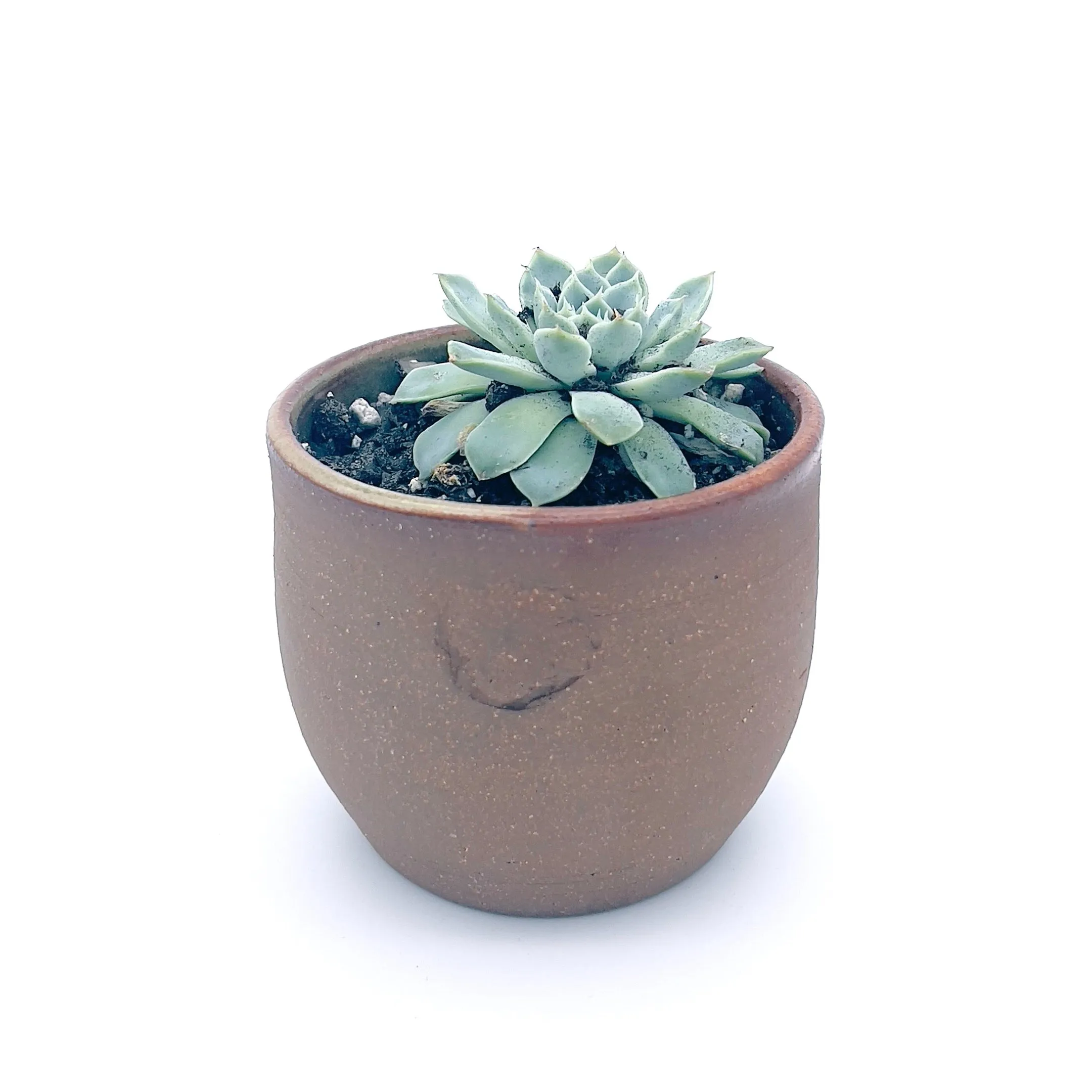 Plants, Pots and Air Plant Holders