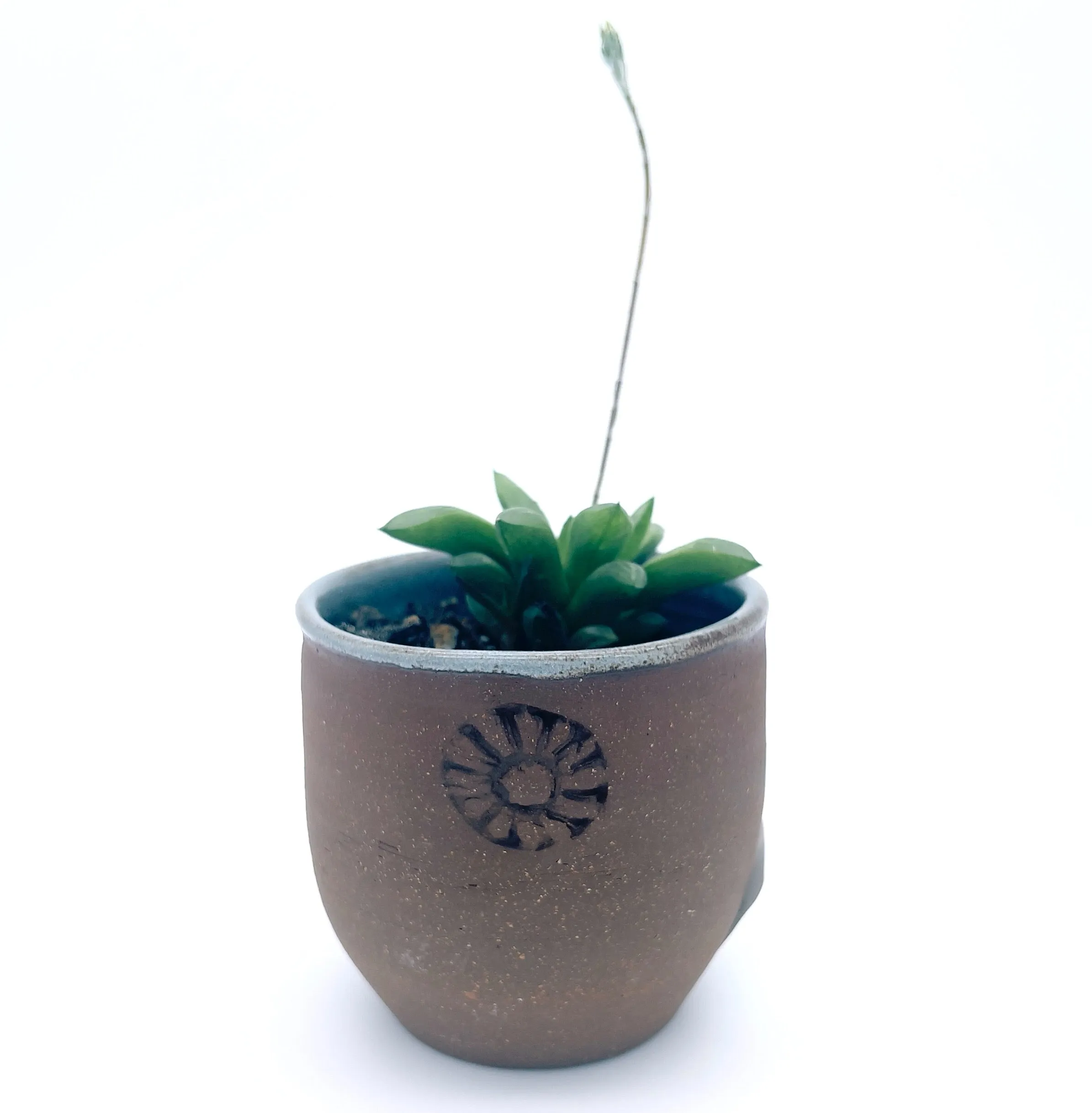 Plants, Pots and Air Plant Holders