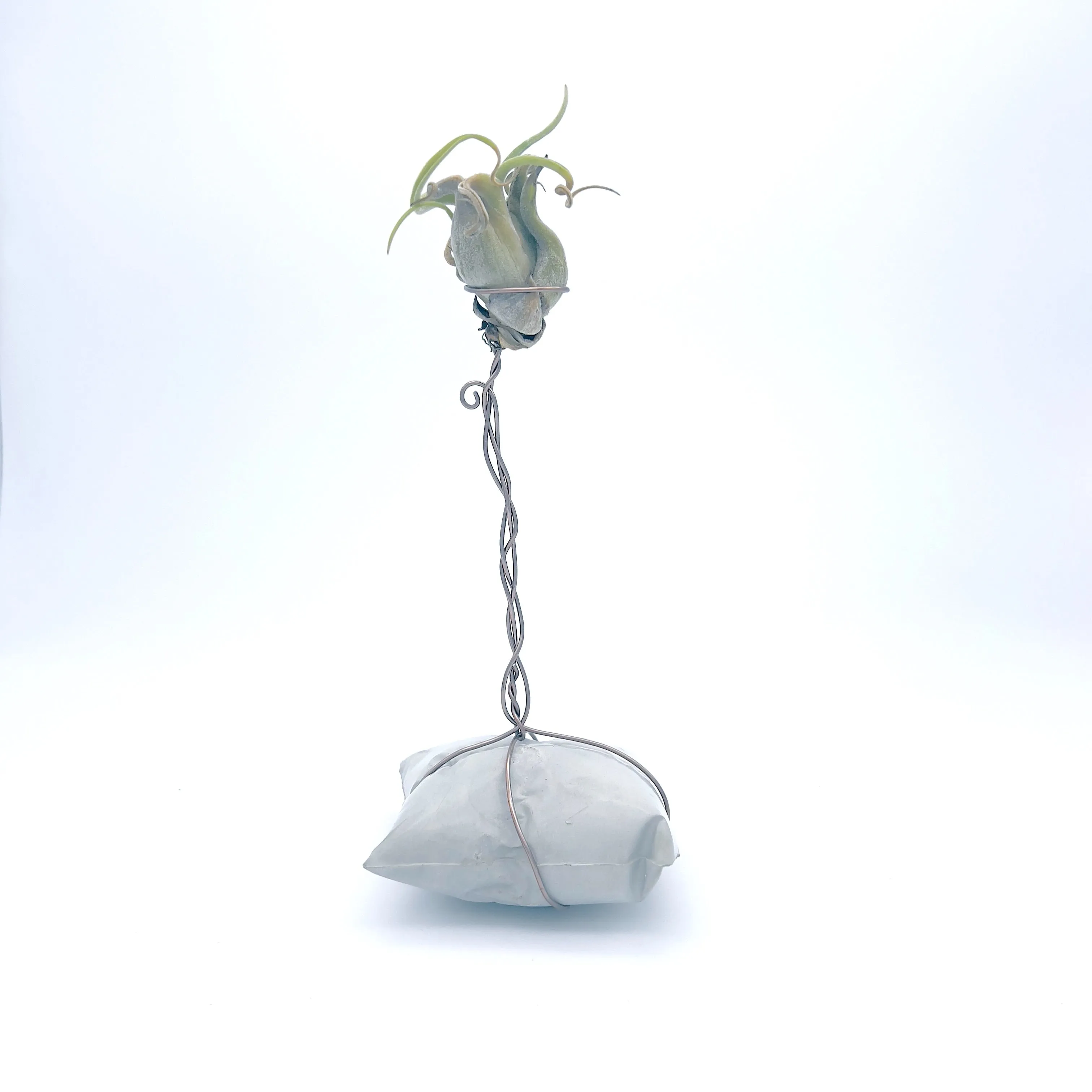 Plants, Pots and Air Plant Holders