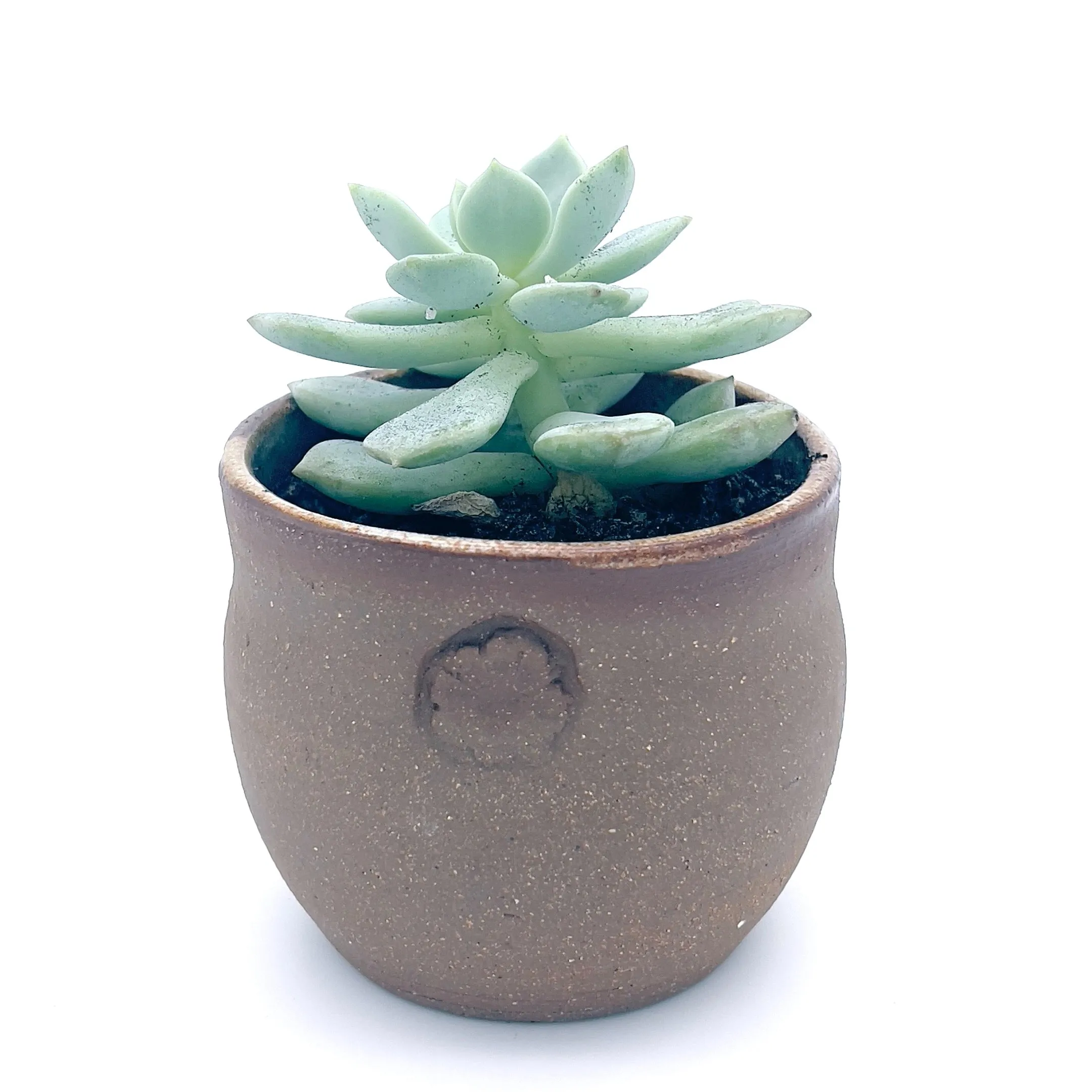 Plants, Pots and Air Plant Holders