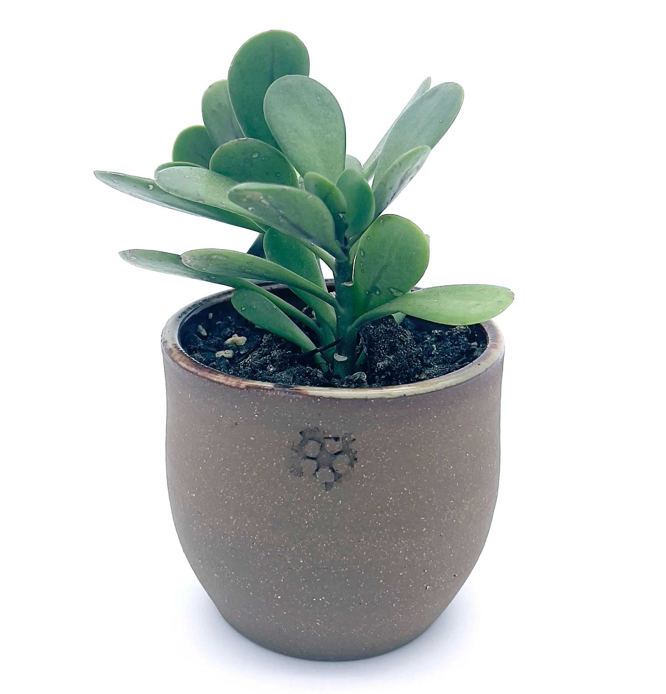 Plants, Pots and Air Plant Holders
