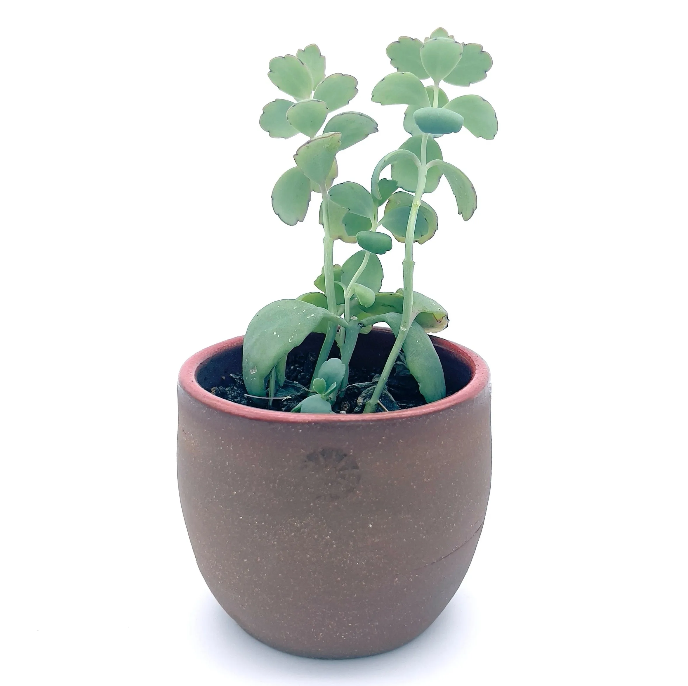 Plants, Pots and Air Plant Holders